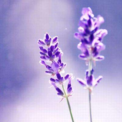 英雄联盟外围平台网址